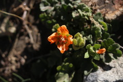 Grausa lateritia