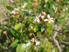 Heteropterys purpurea