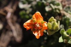 Grausa lateritia