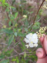 Spiraea cantoniensis