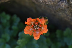 Grausa lateritia