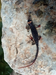 Salamandrina perspicillata