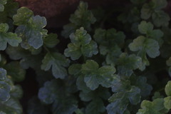Grausa lateritia