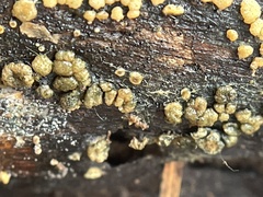 Trichoderma gelatinosum