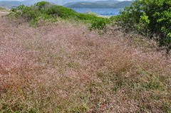 Limonium brevipetiolatum