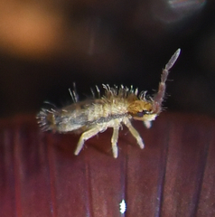 Collembola