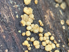 Trichoderma gelatinosum