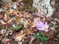 Crocus suaveolens