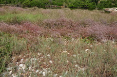 Limonium brevipetiolatum