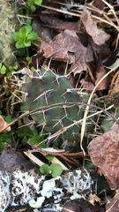 Opuntia fragilis