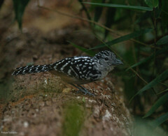 Hypoedaleus guttatus