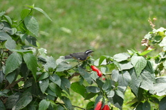 Coereba flaveola
