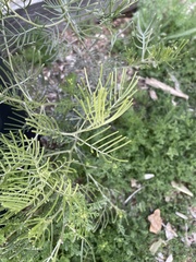 Senna artemisioides artemisioides