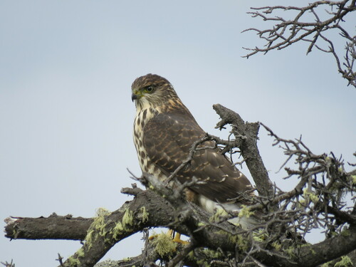 Chilean Hawk (Astur chilensis), photo 7