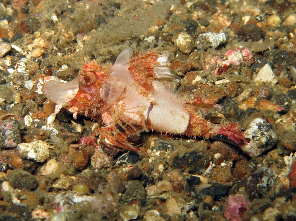 Filament scorpionfish (Hipposcorpaena filamentosus) — Scorpaenidae