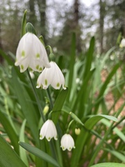 Leucojum