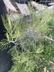 Senna artemisioides artemisioides