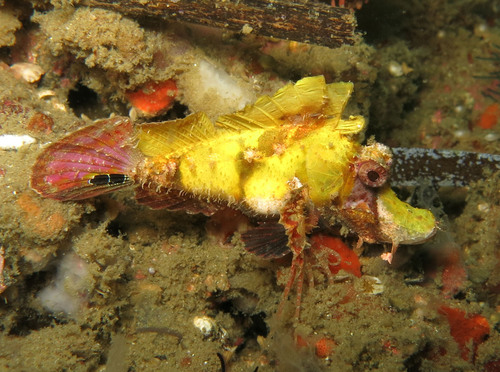 Filament scorpionfish (Hipposcorpaena filamentosus) — Scorpaenidae — 3