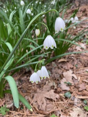 Leucojum