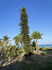 Araucaria