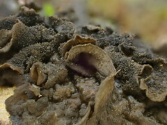 Lathagrium fuscovirens