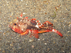 Richardsonichthys leucogaster