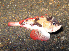 Richardsonichthys leucogaster