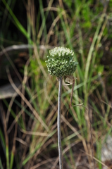 Allium chamaespathum