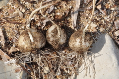 Allium chamaespathum