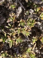 Coprosma petriei