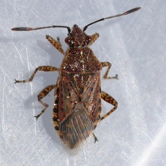 Stictopleurus punctiventris