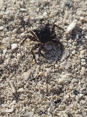 Pachygrapsus marmoratus