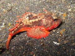 Richardsonichthys leucogaster