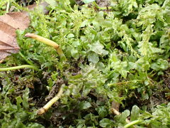 Plagiomnium undulatum