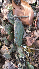 Opuntia fragilis