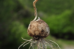 Allium chamaespathum