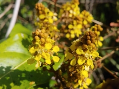 Heteropterys laurifolia