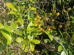 Heteropterys laurifolia