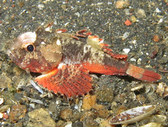 Richardsonichthys leucogaster