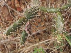 Opuntia repens