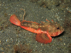 Richardsonichthys leucogaster