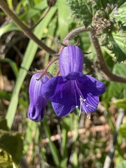 Phacelia minor