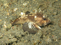 Richardsonichthys leucogaster