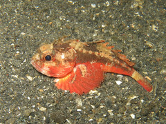 Richardsonichthys leucogaster