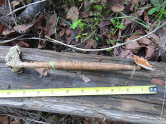 Battarrea phalloides