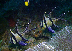 Pterapogon kauderni