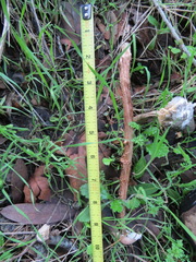 Battarrea phalloides