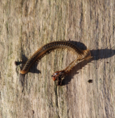 Henia vesuviana