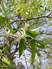 Wrightia tinctoria