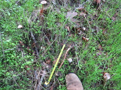 Battarrea phalloides